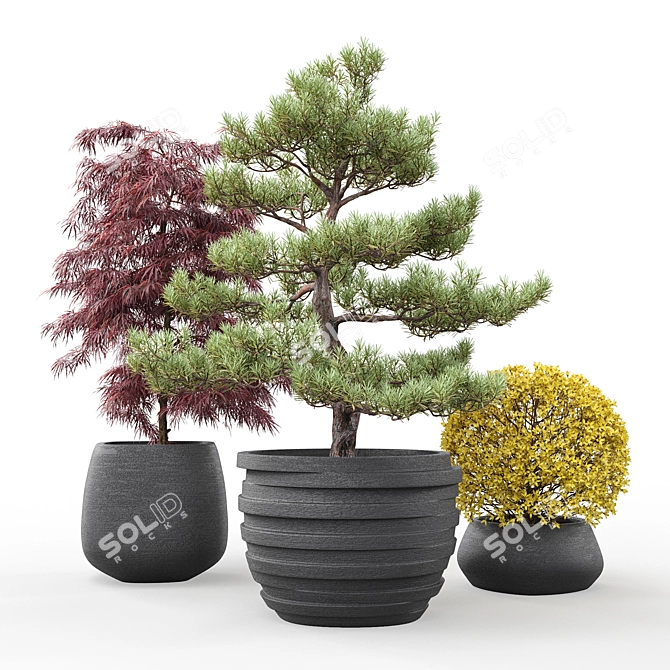 Outdoor Plant Pot Set: Red Dragon Maple, Forsythia & Pine Topiaries 3D model image 7
