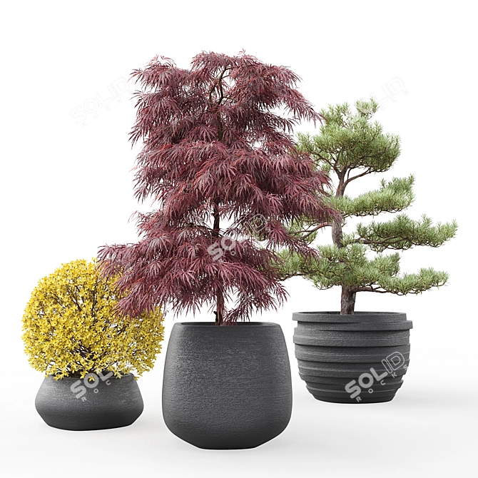 Outdoor Plant Pot Set: Red Dragon Maple, Forsythia & Pine Topiaries 3D model image 8