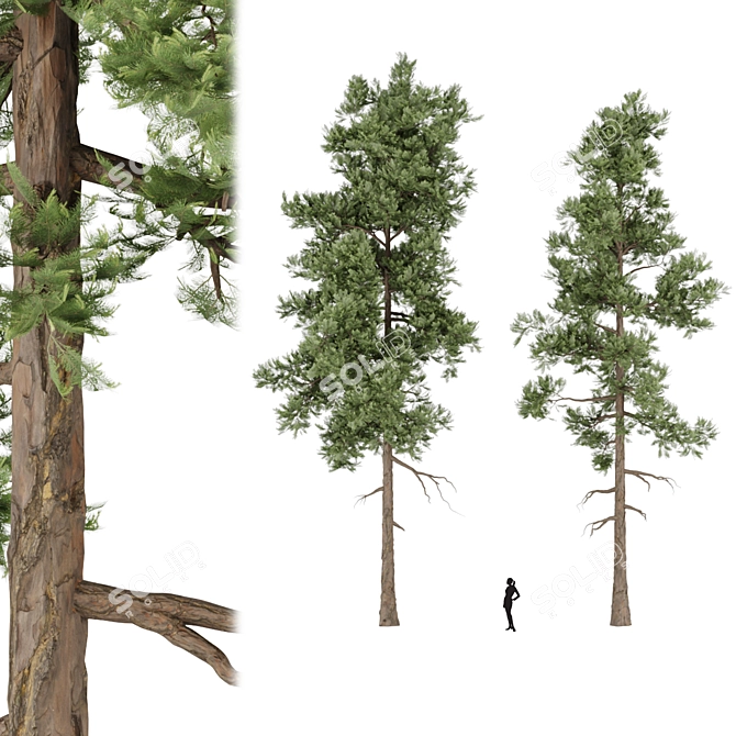 Premium Pine Trees for Gardens 3D model image 1