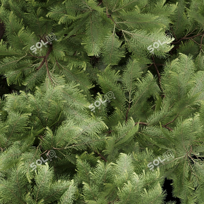 Premium Pine Trees for Gardens 3D model image 2