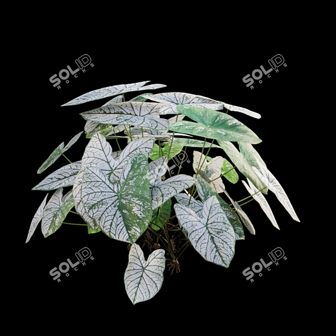 Caladium White Christmas - 3D Model 3D model image 4