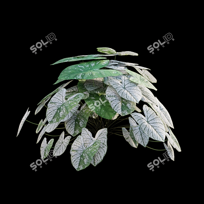 Caladium White Christmas - 3D Model 3D model image 5