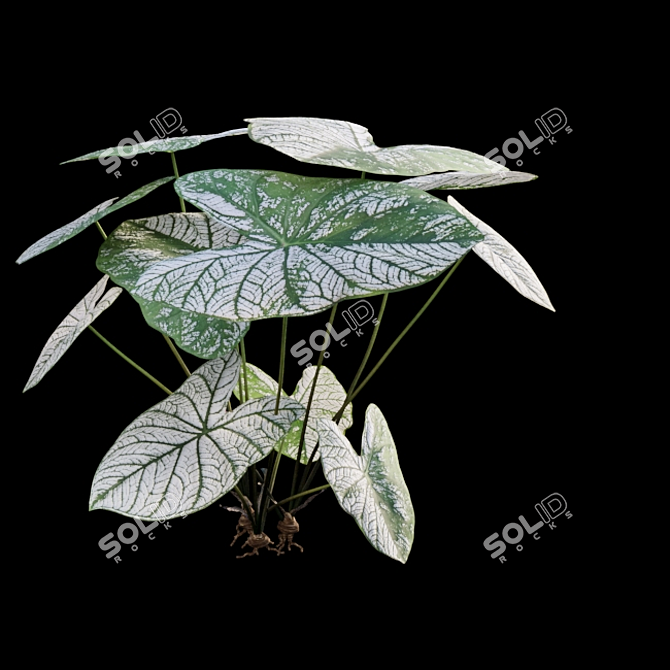 Snowy Caladium: Angelic White Christmas 3D model image 6