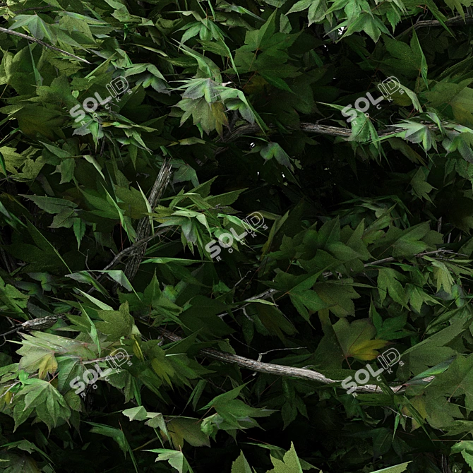 Japanese Maple Tree Collection - 4 Varieties 3D model image 3