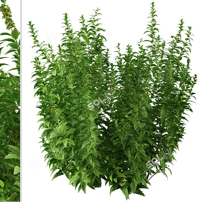Thriving Trio: Common Nettle Plants 3D model image 2