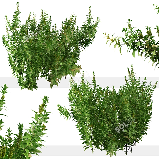 Thriving Trio: Common Nettle Plants 3D model image 5