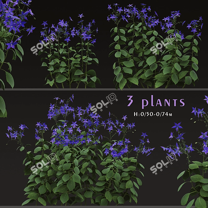 Title: Borago officinalis Starflower Trio 3D model image 1