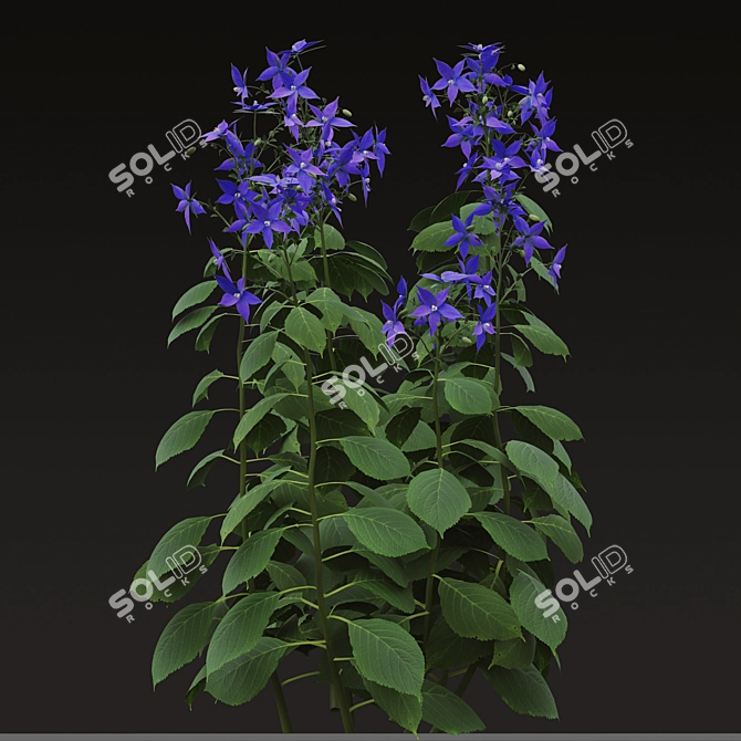 Title: Borago officinalis Starflower Trio 3D model image 3