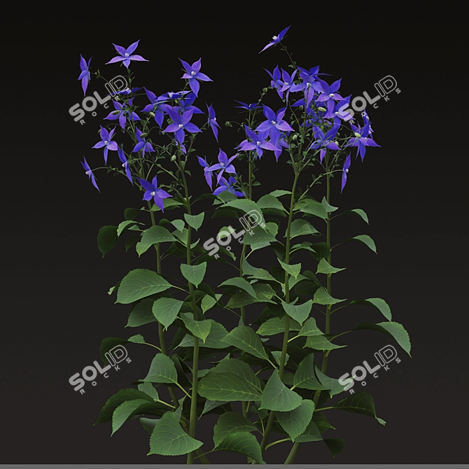 Title: Borago officinalis Starflower Trio 3D model image 4