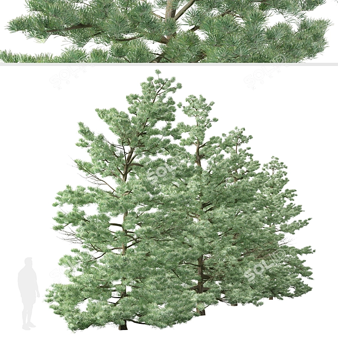 Pristine Duo: White Fir Trees 3D model image 6