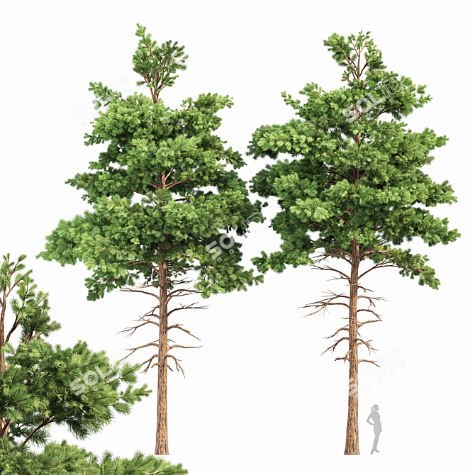 Pine Tree Bundle: High-Res, Professional 3D Models 3D model image 1