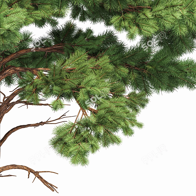 Pine Tree Bundle: High-Res, Professional 3D Models 3D model image 2
