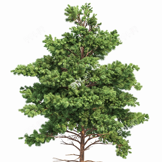 Pine Tree Bundle: High-Res, Professional 3D Models 3D model image 4