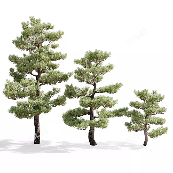 Pristine Pines: Realistic Pine Trees 3D model image 1