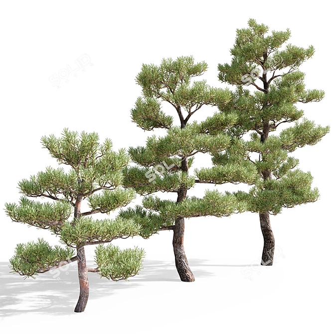 Pristine Pines: Realistic Pine Trees 3D model image 2