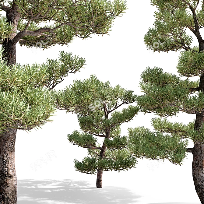 Pristine Pines: Realistic Pine Trees 3D model image 3