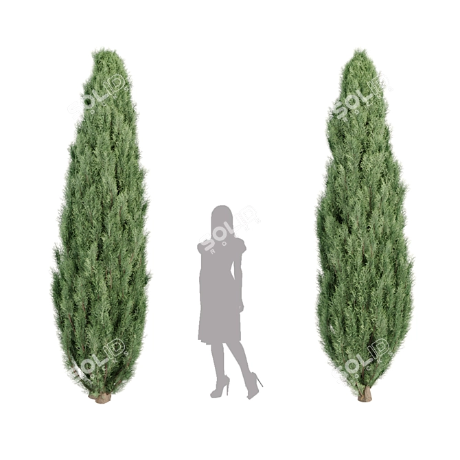 Evergreen Juniper Trees Collection 3D model image 3