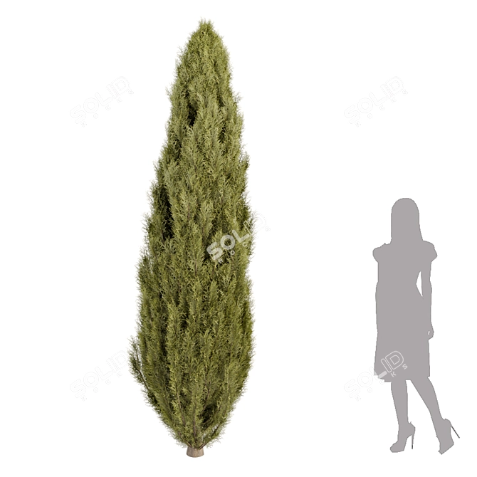 Evergreen Juniper Trees Collection 3D model image 4