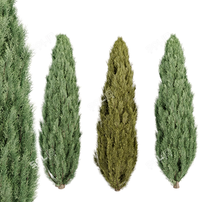 Evergreen Juniper Trees Collection 3D model image 6