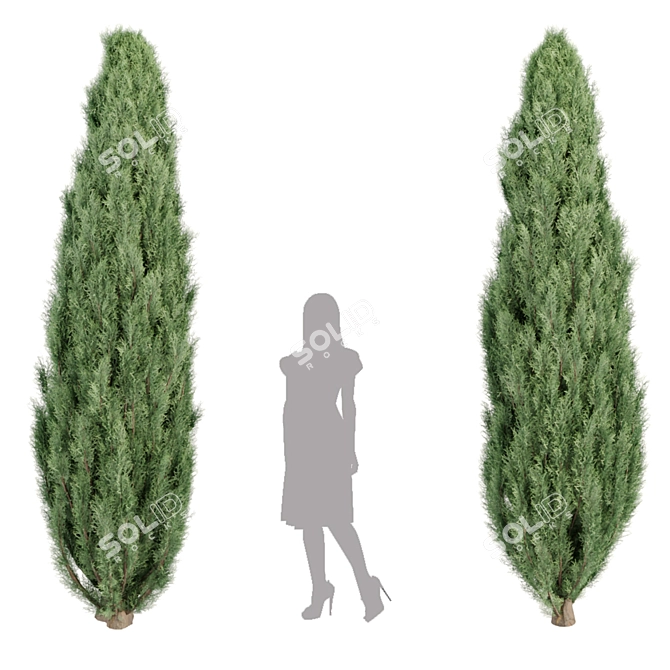 Evergreen Juniper Trees Collection 3D model image 7