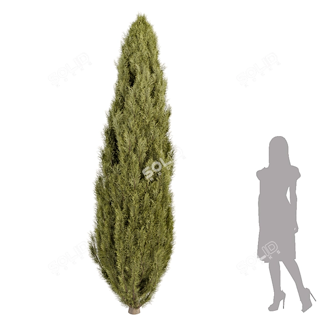 Evergreen Juniper Trees Collection 3D model image 9