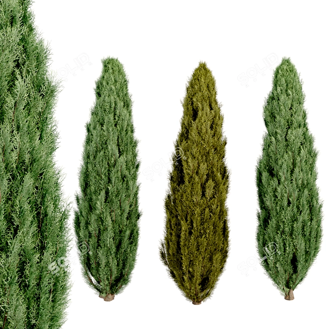 Evergreen Juniper Trees Collection 3D model image 11