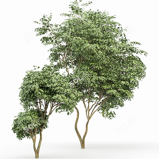 Japanese Cherry Leaf: Exquisite 3D Tree 3D model image 3