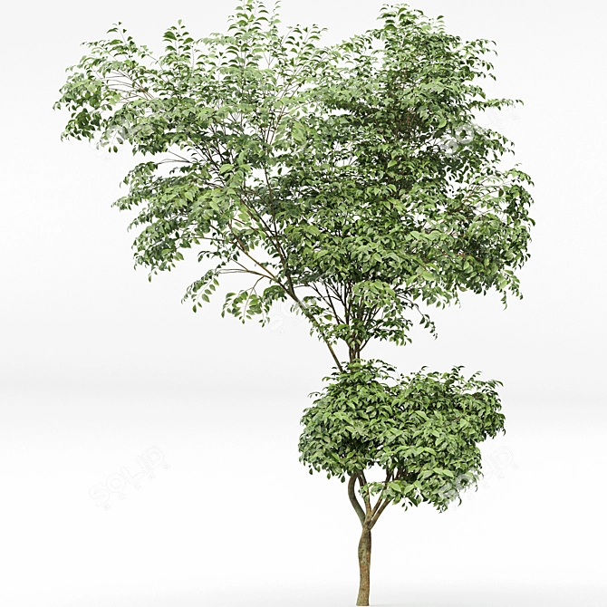 Japanese Cherry Leaf: Exquisite 3D Tree 3D model image 4