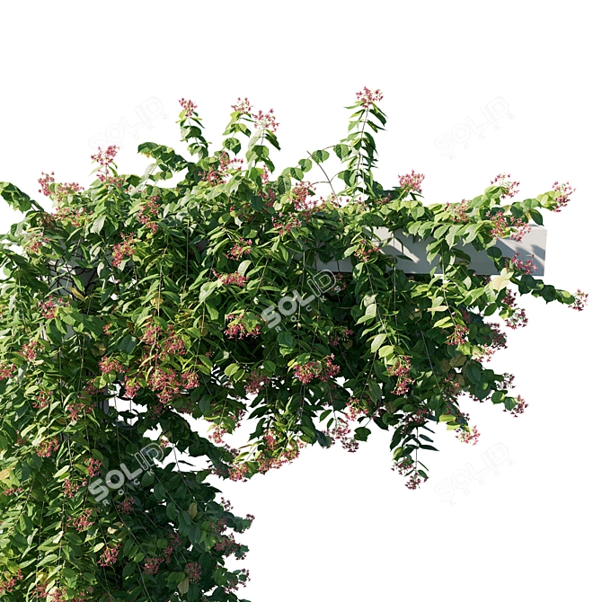 Indigo Combretum 04: 3D Plant Model 3D model image 2