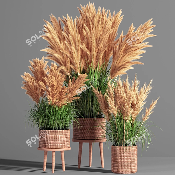 Pampas Indoor Plant Set 3D model image 1