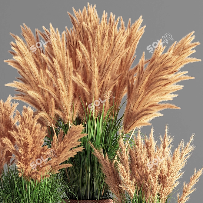 Pampas Indoor Plant Set 3D model image 2