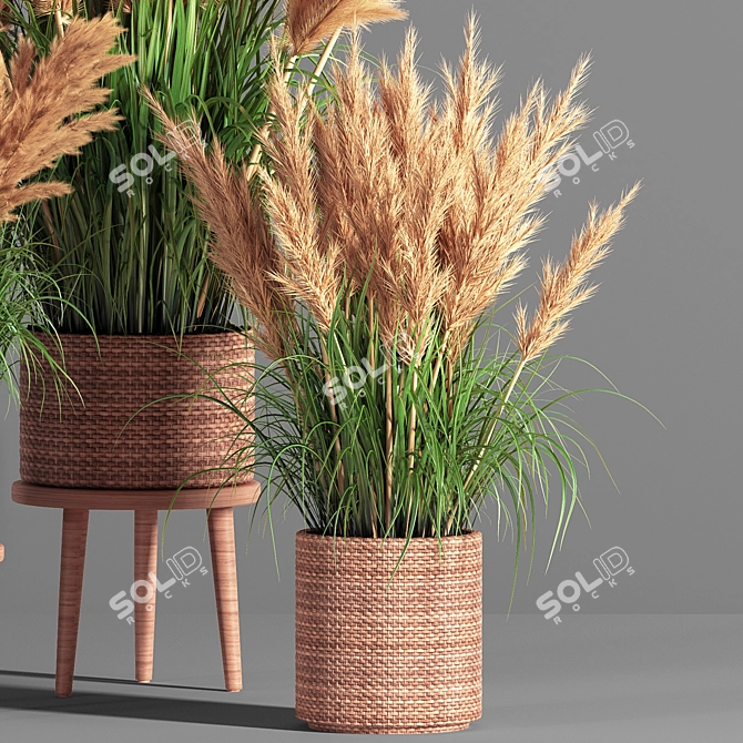 Pampas Indoor Plant Set 3D model image 3