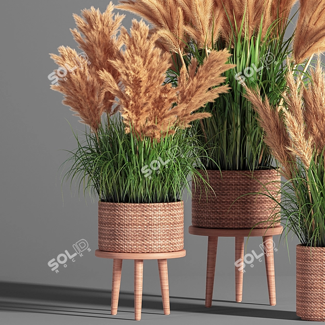 Pampas Indoor Plant Set 3D model image 4