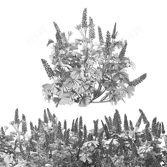 Lupinus 2013: High-Quality 3D Plant Model 3D model image 6
