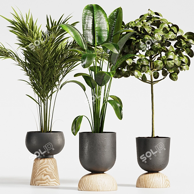 Tropical Plant Collection: Ficus & Palm 3D model image 1