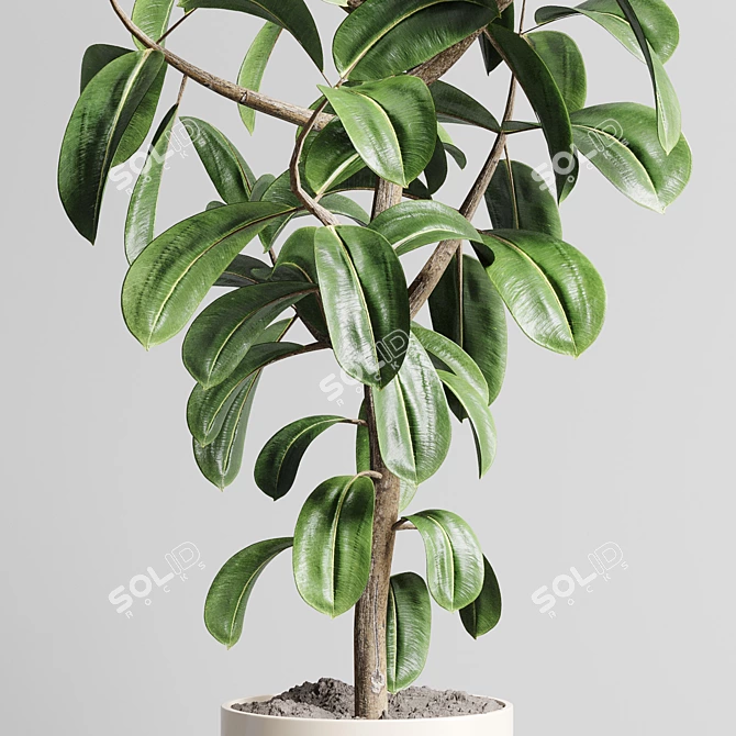 Wooden Vase Pot for Ficus Rubber Plant 3D model image 3