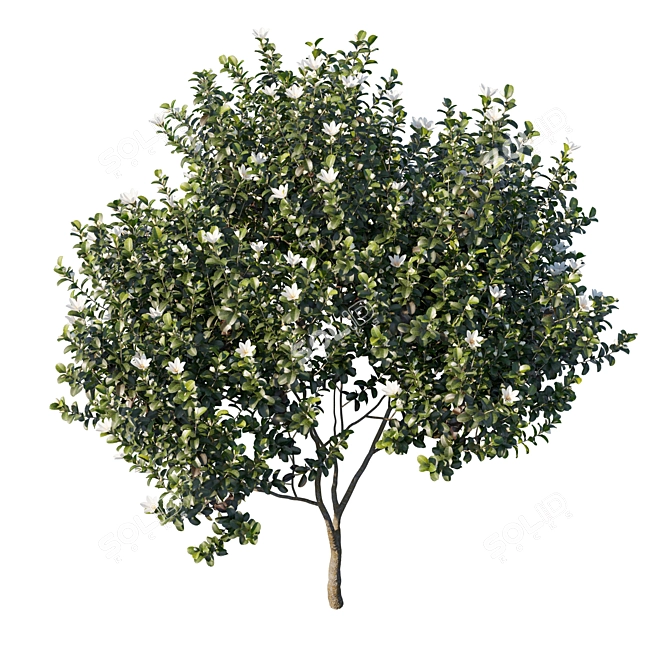 Graceful Michelia Tree: Premium 3D Model 3D model image 2