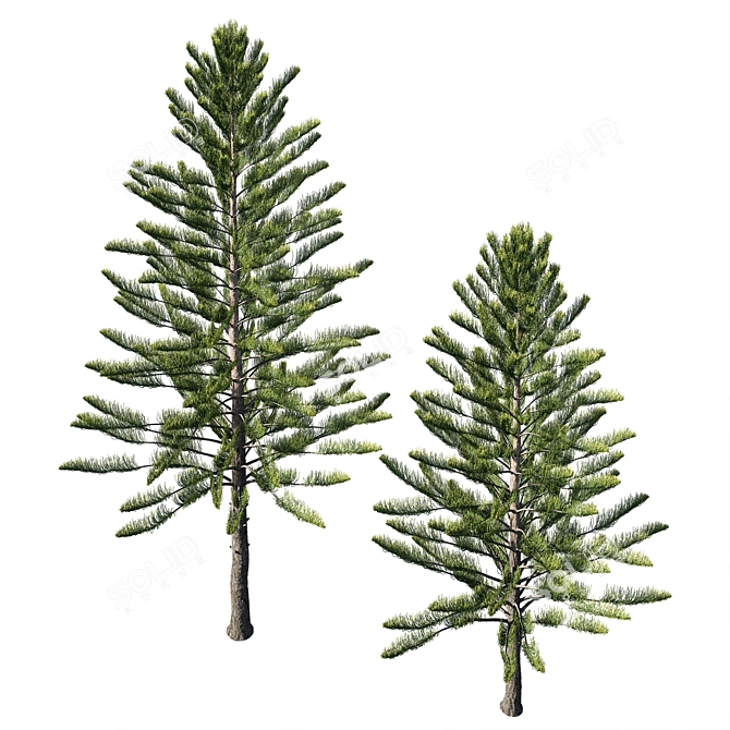 Araucaria Heterophylla: 2013 Version, 3D Model 3D model image 2