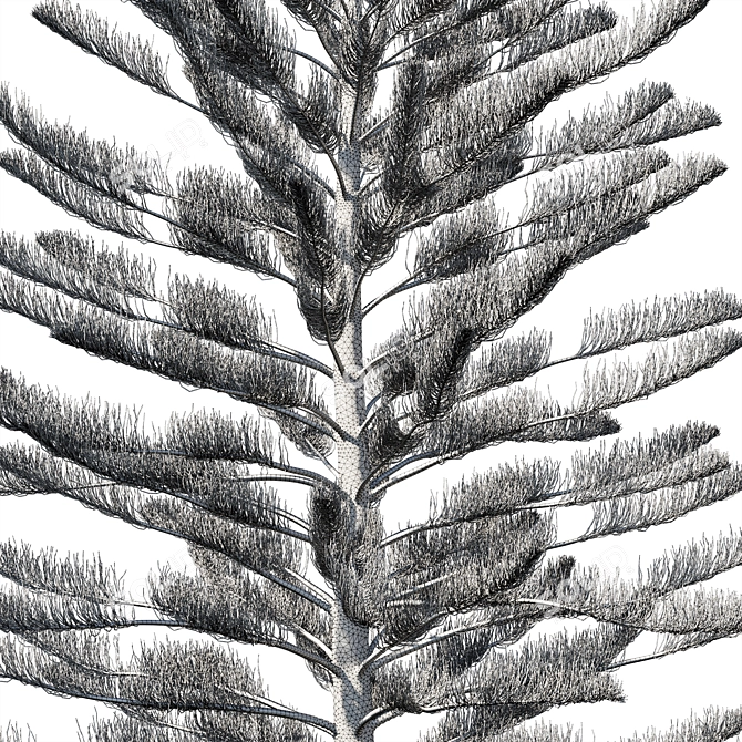 Araucaria Heterophylla: 2013 Version, 3D Model 3D model image 3