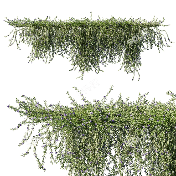 Rosemary Creeping: Versatile 2013 Plant 3D model image 1