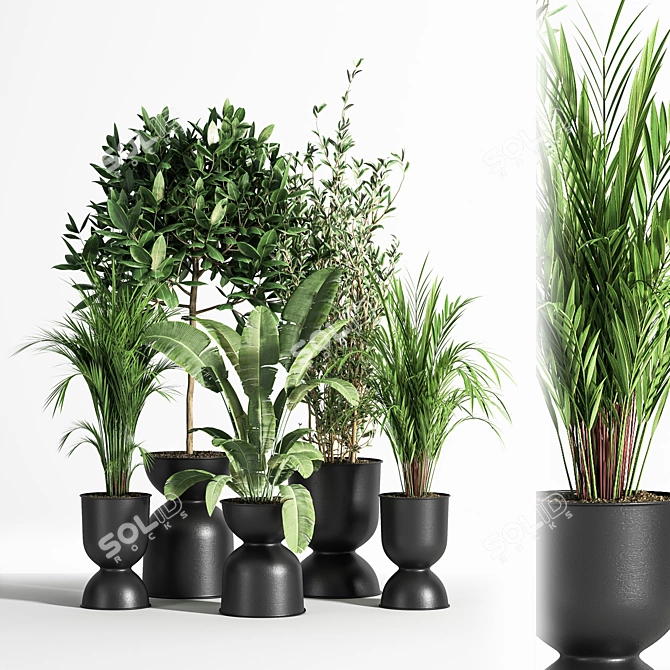 Indoor Plant Set 01Z: Beautiful and Versatile 3D model image 1