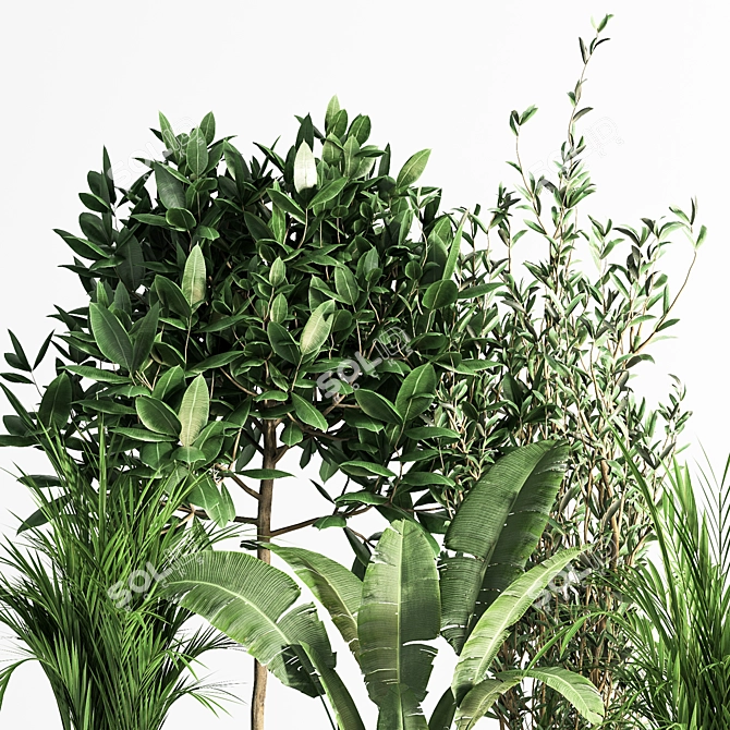 Indoor Plant Set 01Z: Beautiful and Versatile 3D model image 4