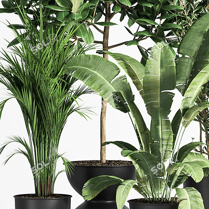 Indoor Plant Set 01Z: Beautiful and Versatile 3D model image 5