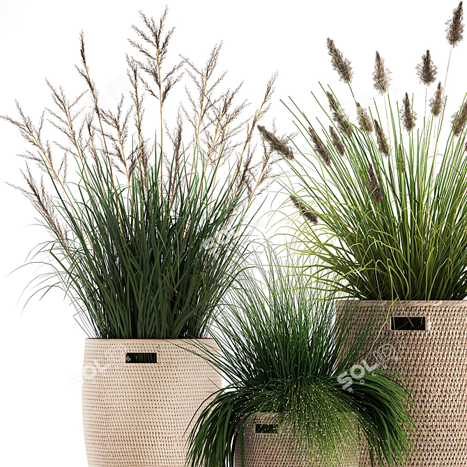 Exotic Plant Collection: Decorative Grasses & Reeds in Rattan Baskets - Perfect for Indoor and Outdoor Décor 3D model image 2