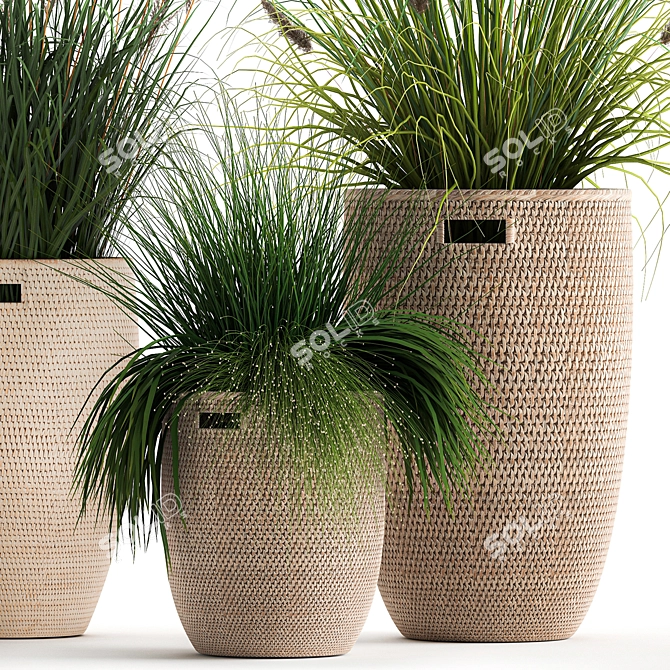 Exotic Plant Collection: Decorative Grasses & Reeds in Rattan Baskets - Perfect for Indoor and Outdoor Décor 3D model image 3