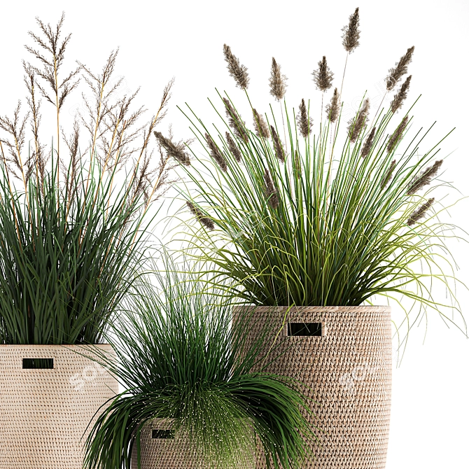 Exotic Plant Collection: Decorative Grasses & Reeds in Rattan Baskets - Perfect for Indoor and Outdoor Décor 3D model image 4