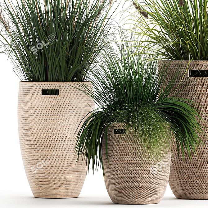 Exotic Plant Collection: Decorative Grasses & Reeds in Rattan Baskets - Perfect for Indoor and Outdoor Décor 3D model image 5