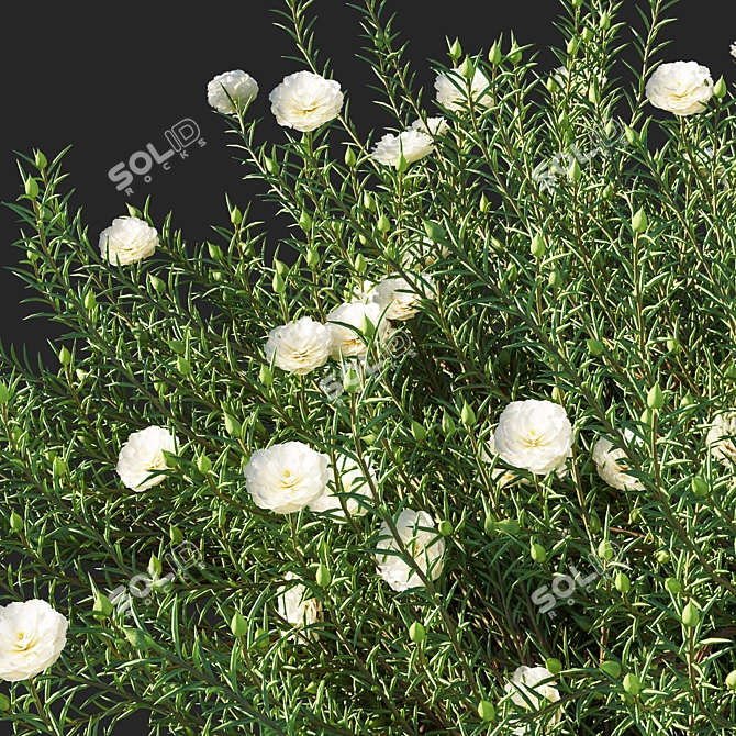 Vibrant Blooming Portulaca Grandiflora 3D model image 2