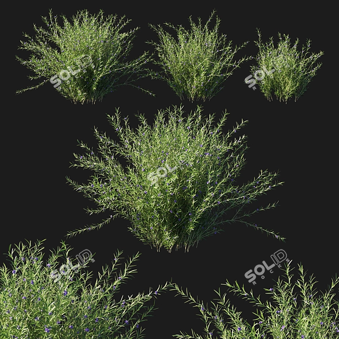 Rosemary Creeping 02: Detailed 3D Model 3D model image 1