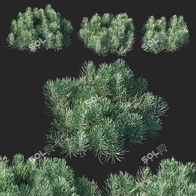 Sleek Succulent Senecio Cylindricus 3D model image 1